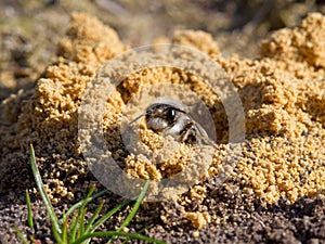 Grey-backed mining bee