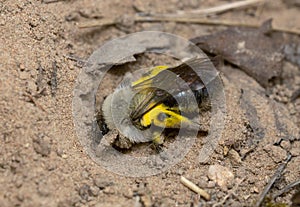Grey-backed mining bee, Andrema vaga digging in sand