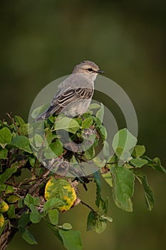 Grey-backed shrike perched on branch eyeing camera