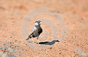 Grey-backed Sparrow-lark