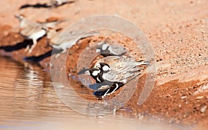 Grey-backed Sparrow-larks