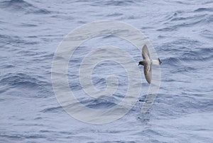 Grey-backed Storm Petrel, Garrodia nereis