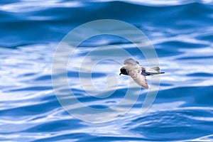 Grey-backed Storm Petrel in New Zealand