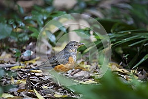 Grey-backed Thrush