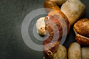 Grey background with delicious mushrooms from the forrest