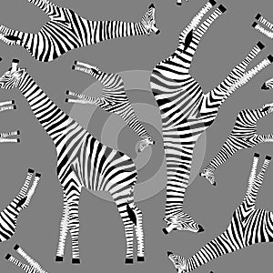 Grey background with giraffes who want to be zebras