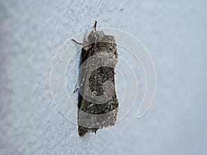 Grey Goat moth