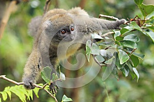 Grey bamboo lemur