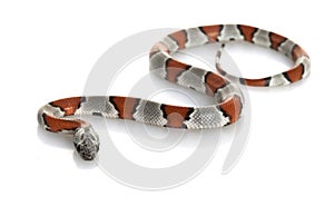 Grey-banded King Snake