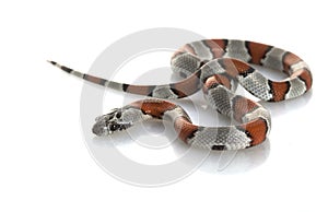 Grey-banded King Snake