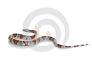 Grey-banded King Snake