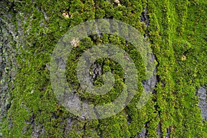 Grey bark of linden covered with lush green moss