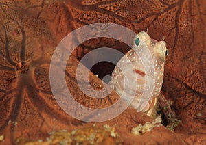 Grey-barred blenny