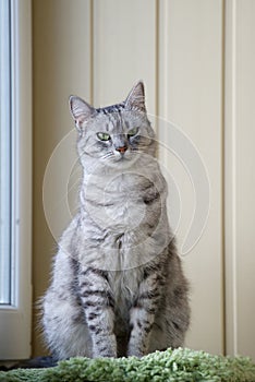 Grey beautiful cat sitting in terrace and looking straight to camera