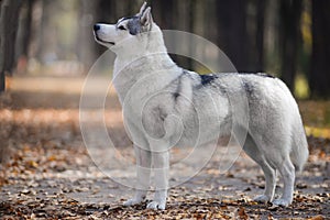 Grey Beautiful young female husky dog similar to a wolf stands in the autumn forest