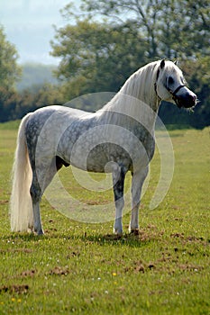 Grey beauty - horse