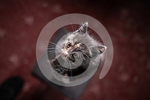 Grey beige and white kitten looking up to the camera..