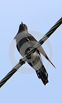 Grey bellied cuckoo