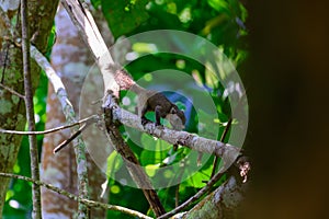 The grey-bellied squirrel Callosciurus caniceps