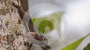 Grey-bellied Squirrel Carrying Nesting Material