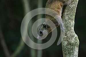 Grey-bellied squirrel in forest