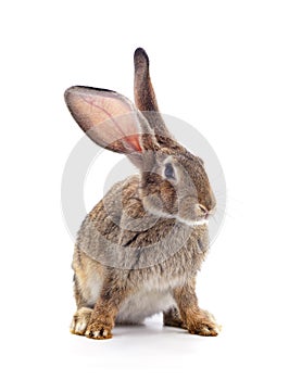 Grey big rabbit