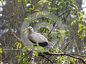 A grey bird perching on the top of tree branches in Taman Safari Park Cisarua Bogor Indonesia