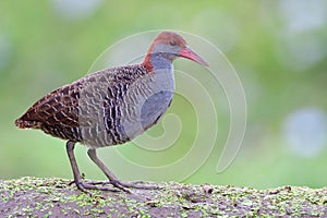 grey bird posing against blur green background with white bokeh spots, staly-breasted rail