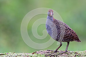 grey bird with sharp beaks straightly looking when scared by other bigger bird, slaty-breasted rail