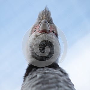 Grey birds head, texture, photo