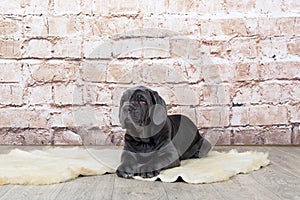 Grey, black and brown puppies breed Neapolitana Mastino. Dog handlers training dogs since childhood.