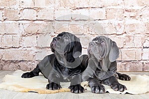 Grey, black and brown puppies breed Neapolitana Mastino. Dog handlers training dogs since childhood.