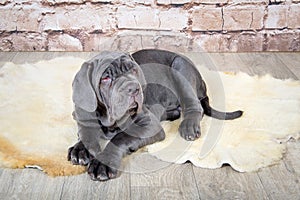 Grey, black and brown puppies breed Neapolitana Mastino. Dog handlers training dogs since childhood.