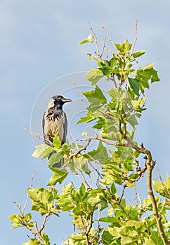 Grey and black crow sitting on a branch tree, blue sky.