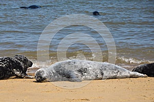 Grey and black seals resting on the beach