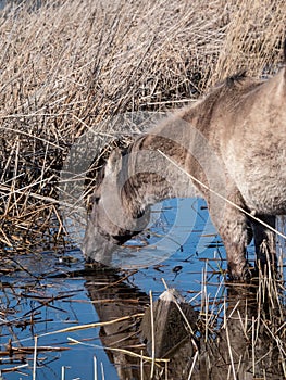 Grey and black Semi-wild Polish Konik horses eating plants and vegetation from a wiver in a floodland meadow in spring