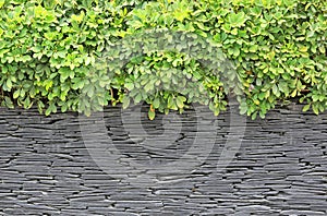 Grey - black stone wall texture background with green nature tree leaves