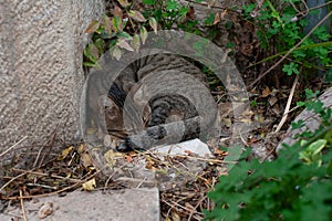 Grey and black, tiger stripe feral cat curled up in a bed of leaves taking a nap