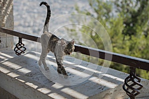 Grey and black tiger stripe feral cat with tail erect walking along a stone ledge