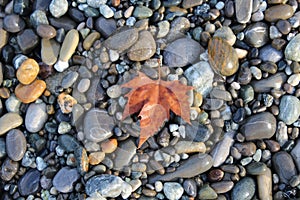 Grey black white brown pebbles stones with orange autumn mapple leaf