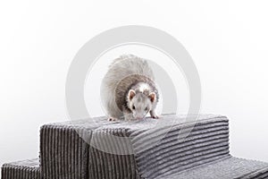 Grey Blaze Male Older Pet Ferret