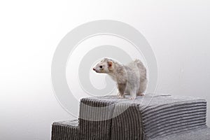 Grey Blaze Male Older Pet Ferret