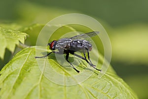 A grey blowfly on a green leave