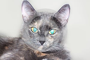 Grey Cat with bright blue Eyers makes eye contact. Isolated pet with copy space.