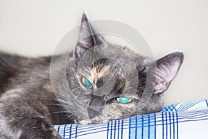 Grey blue eyed cat lying on bed