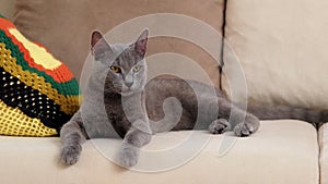 A grey Blue Russian cat, aged between 6 months and a year