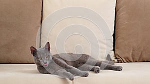 A grey Blue Russian cat, aged between 6 months and a year, lies down leisurely on a beige sofa