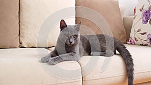 A grey Blue Russian cat, aged between 6 months and a year, lies down leisurely on a beige sofa.