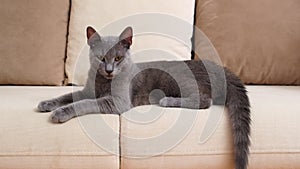 A grey Blue Russian cat, aged between 6 months and a year, lies down leisurely on a beige sofa.