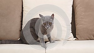 A grey Blue Russian cat, aged between 6 months and a year, sits comfortably on a beige sofa in a home setting.